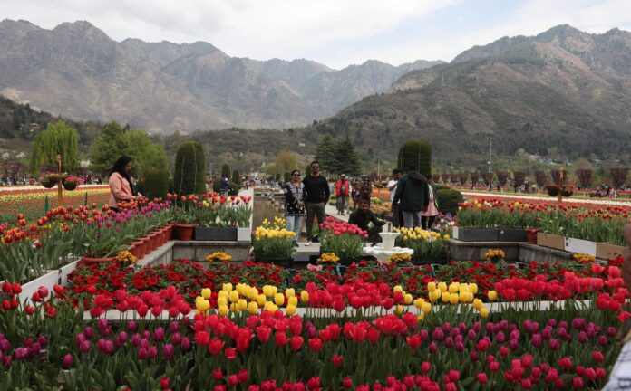 TULIPS (9)