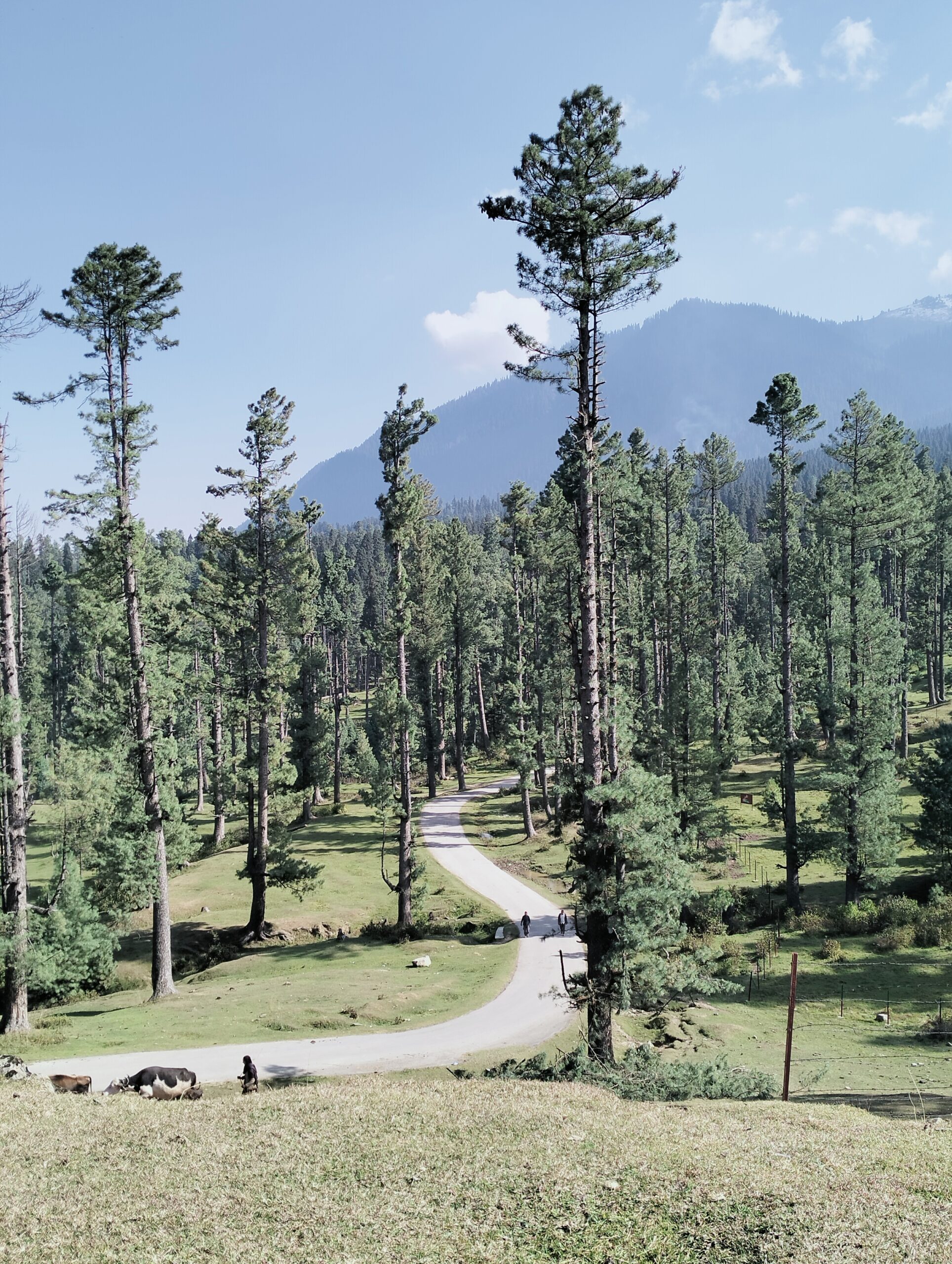 🌲❄️ Exploring the beauty of Googaldara Chill Point, Tangmarg